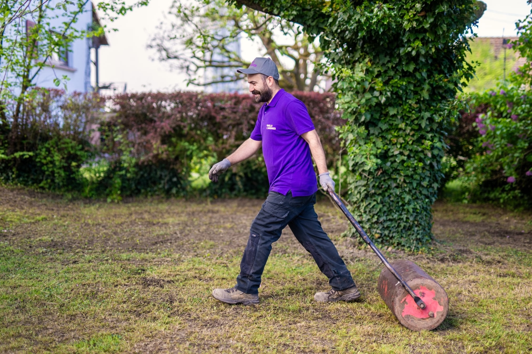 passage du rouleau à gazon après regarnissage et application d'engrais sur pelouse
