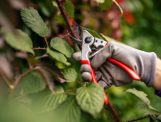 Hello le Jardinier Finales WEB-0013