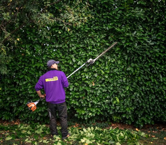 taille haies et arbustes